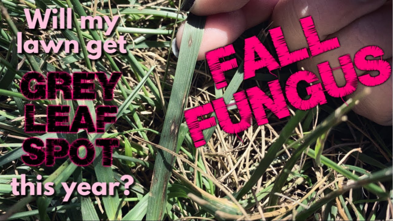 *Fall Fungus: Grey Leaf Spot up Close and Personal* | PPLM |
