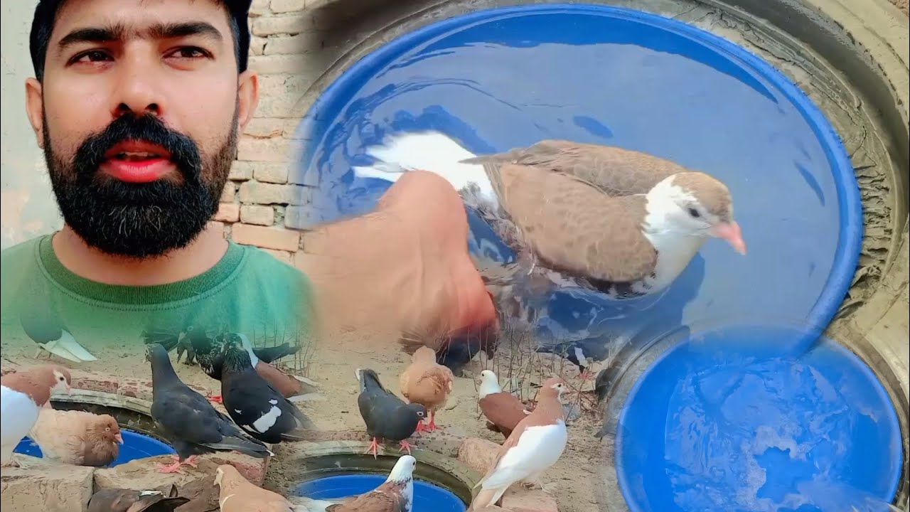 Pet House Main Kabutr Ky Ly Swimming pool Part 1| Kabutr ki Video 