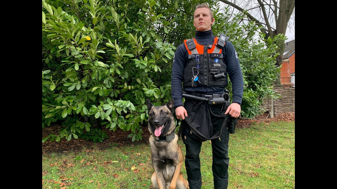 Mechelse herder Tommy is de nieuwe patrouillehond van de Leuvense politie