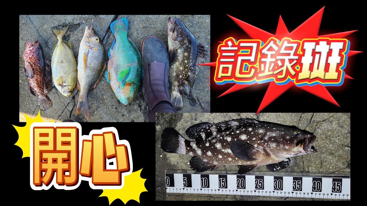 石斑 雀鯛 鸚哥 臭肚 象魚 等等不同魚種 紀錄魚 外礁 東吉嶼 西吉嶼 鋤頭嶼 門仔邊  凸礁 夜磯 澎湖 南海 區域  20240917