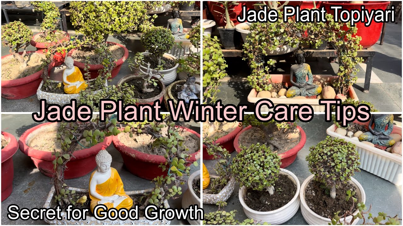 Jade Plant Care Tips in Winter | दें ये Secret चीज़ for Good Growth | Topiyaris 🪴 