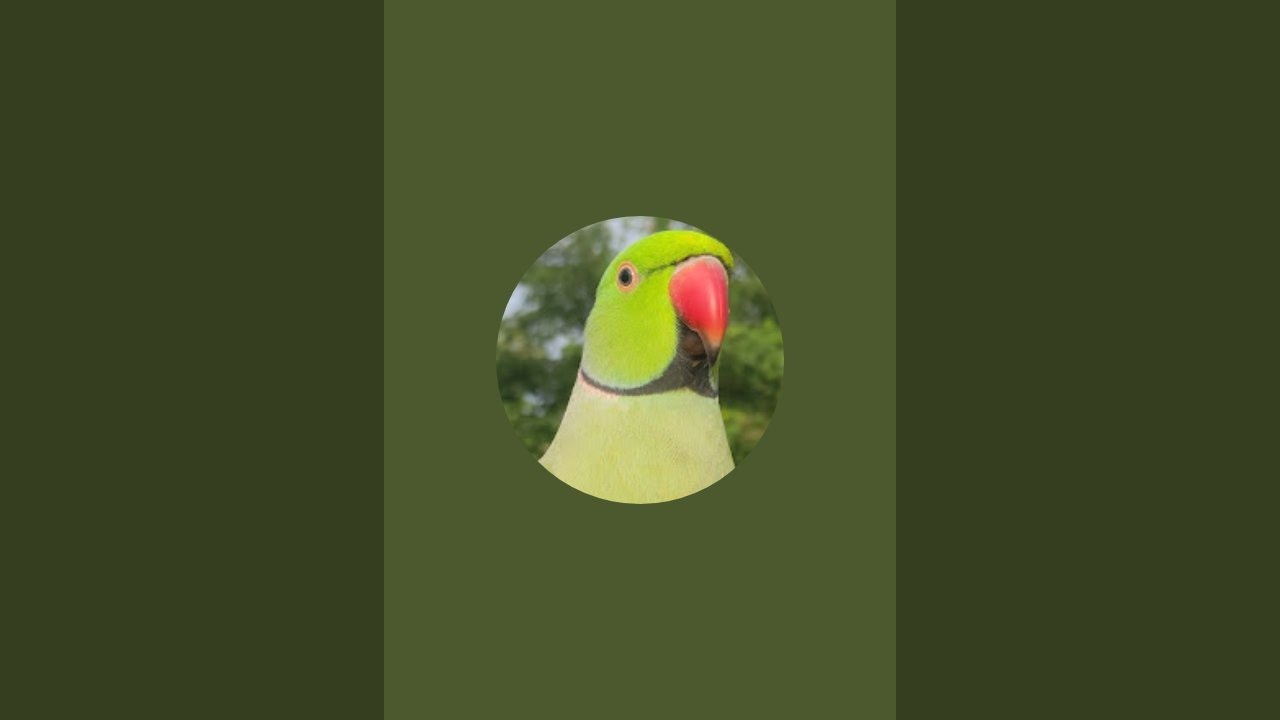 LOL  MITTHU 🦜 is live #parrot