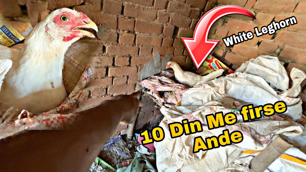 Murgi 10 Din Me Firse Ande Dene Lagi || white leghorn