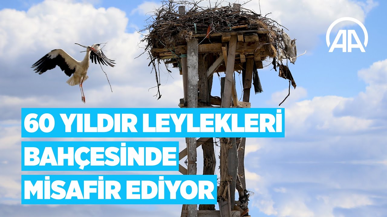 Evinin bahçesinde 60 yıldır leylekleri misafir ediyor