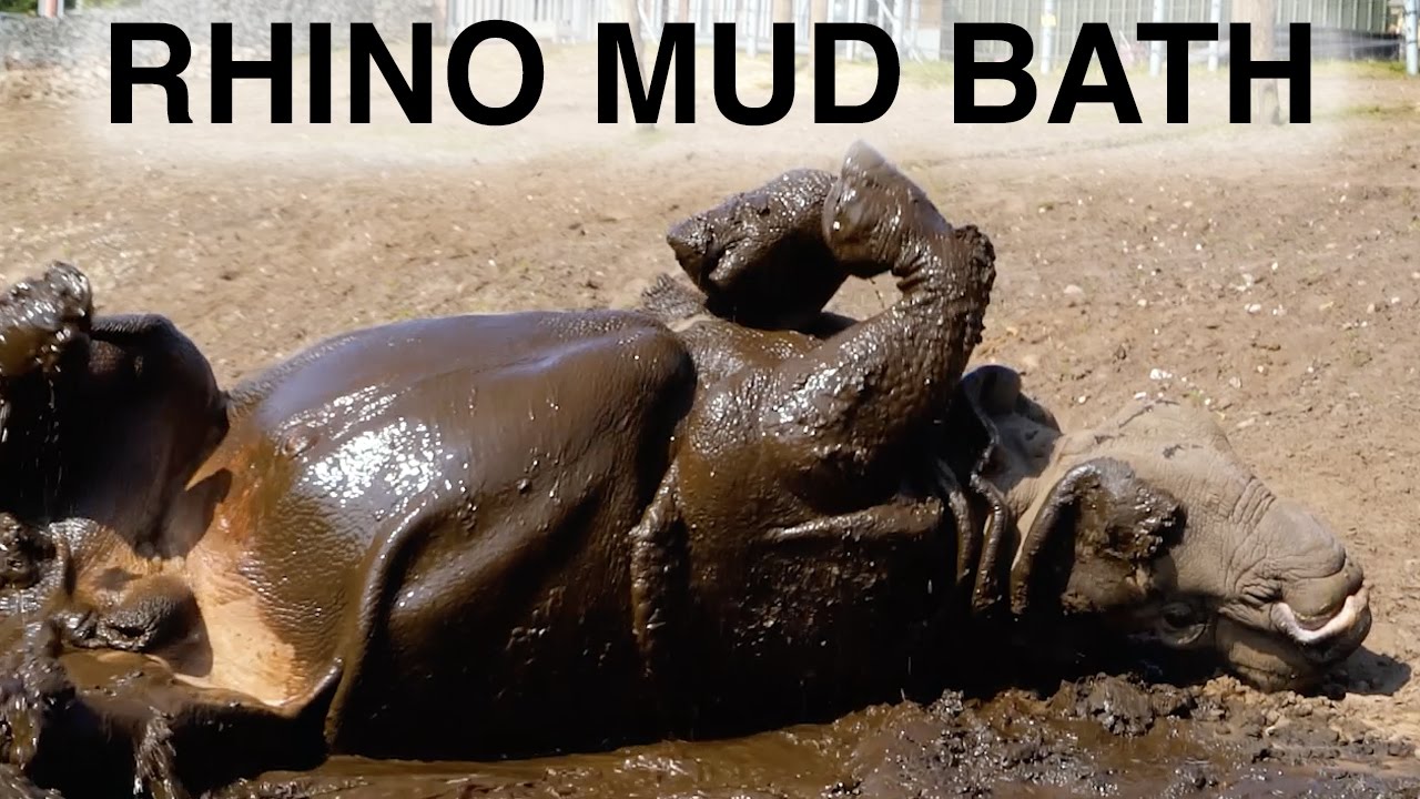 Rhino Mud Bath at West Midland Safari Park