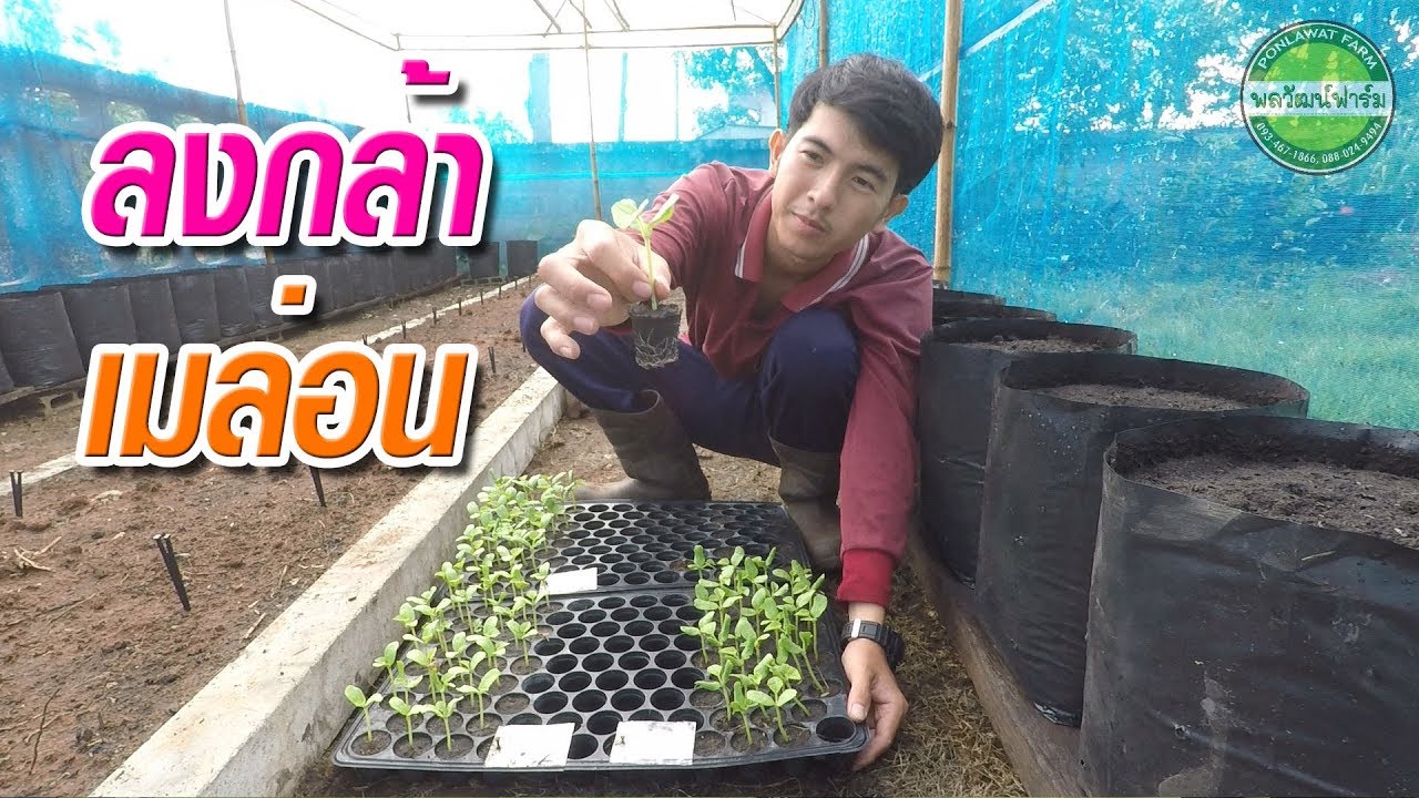 วิธีลงปลูกต้นกล้าเมล่อน EP.2