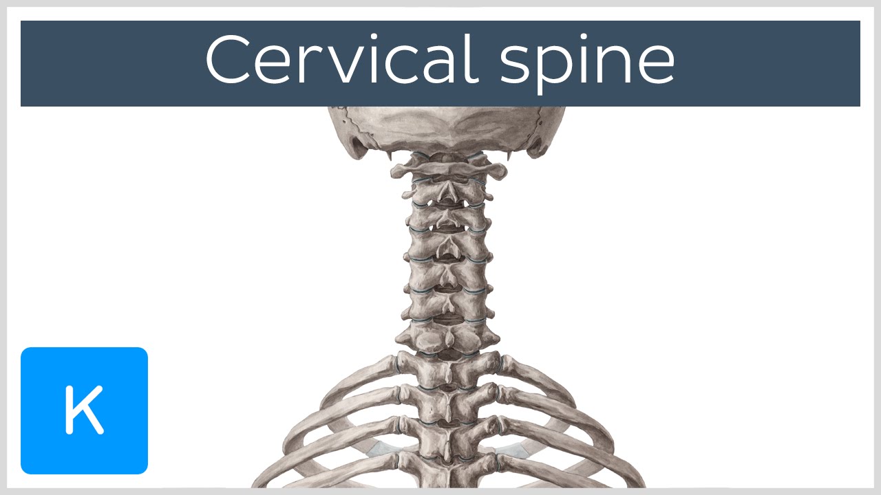 Cervical spine - Anatomy, Diagram & Definition - Human Anatomy |&nbsp;Kenhub