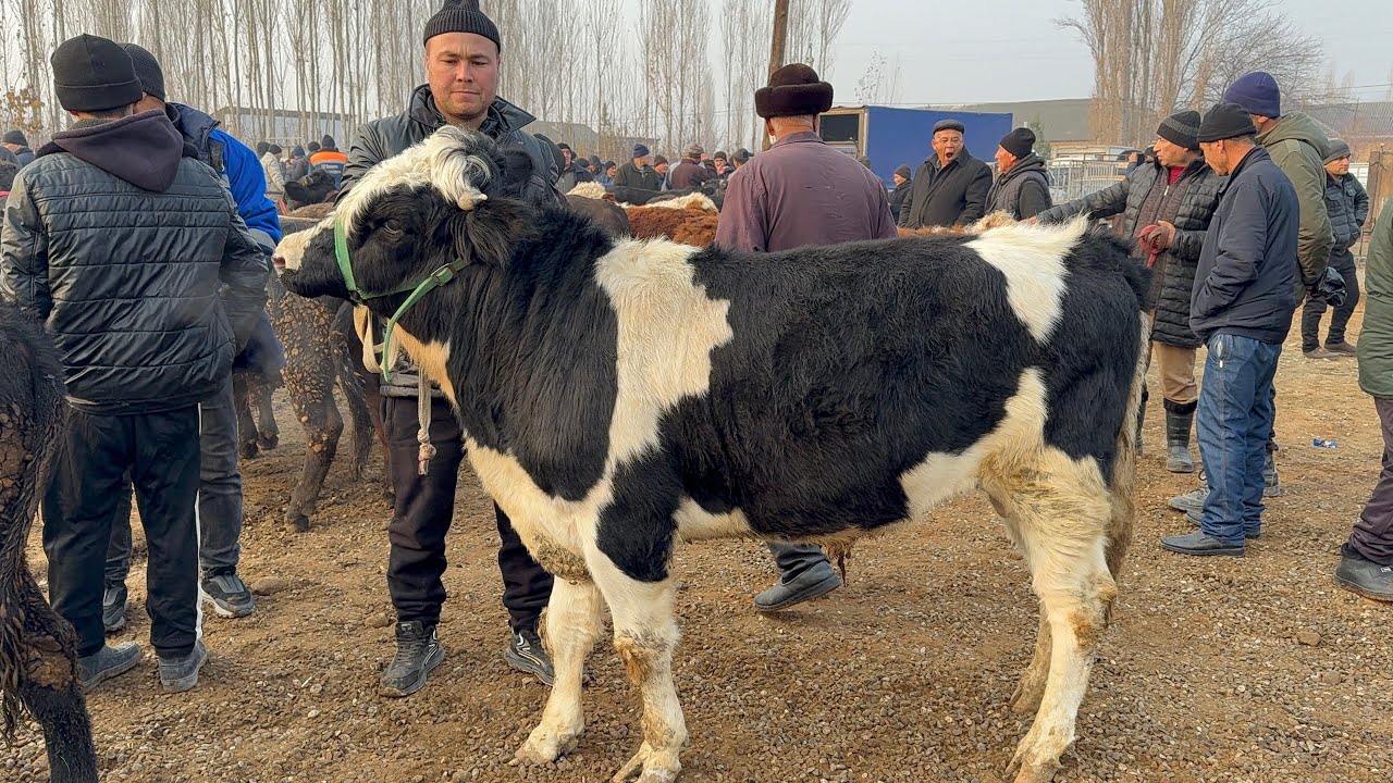 AVVAL CHORVA BOZORI YOSH BUQALAR VA HUNAJINLAR NARXLARI .6 декабря 2025 г.