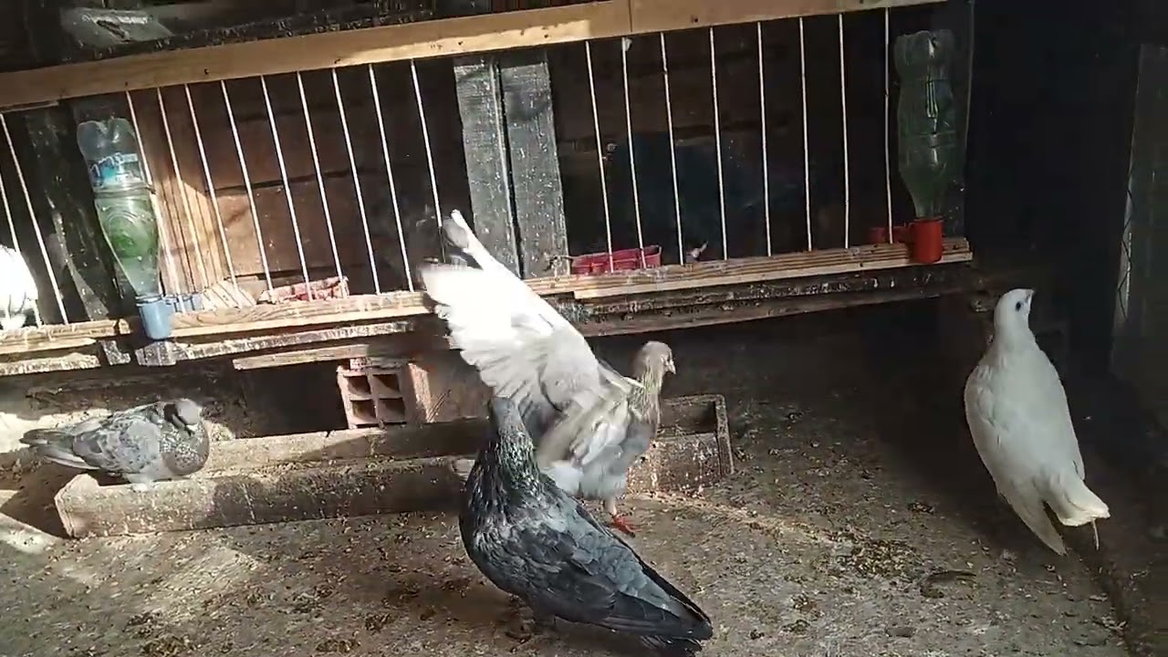 #pigeon # سيفيانوس احمد سلاوي