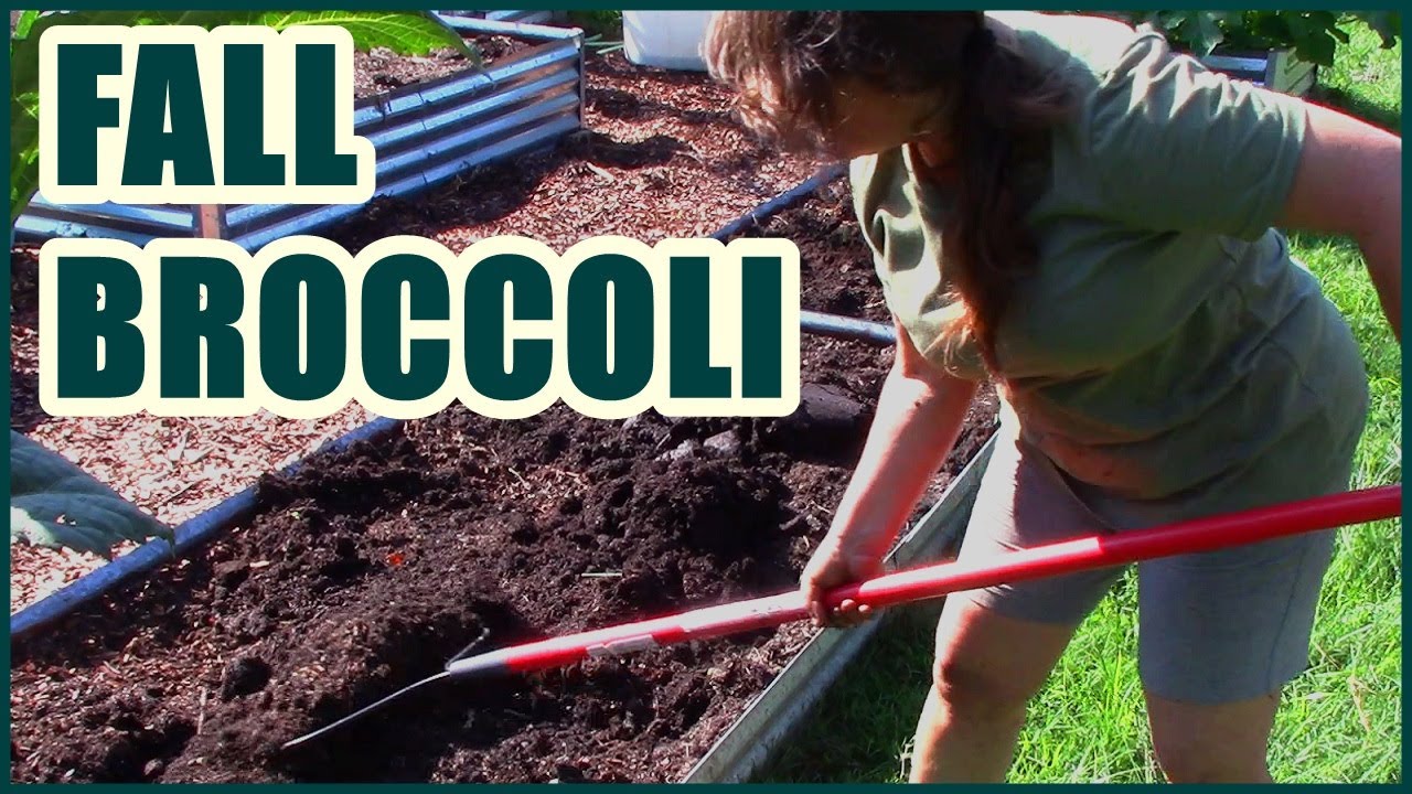 Broccoli | Fall Garden Planning And Planting