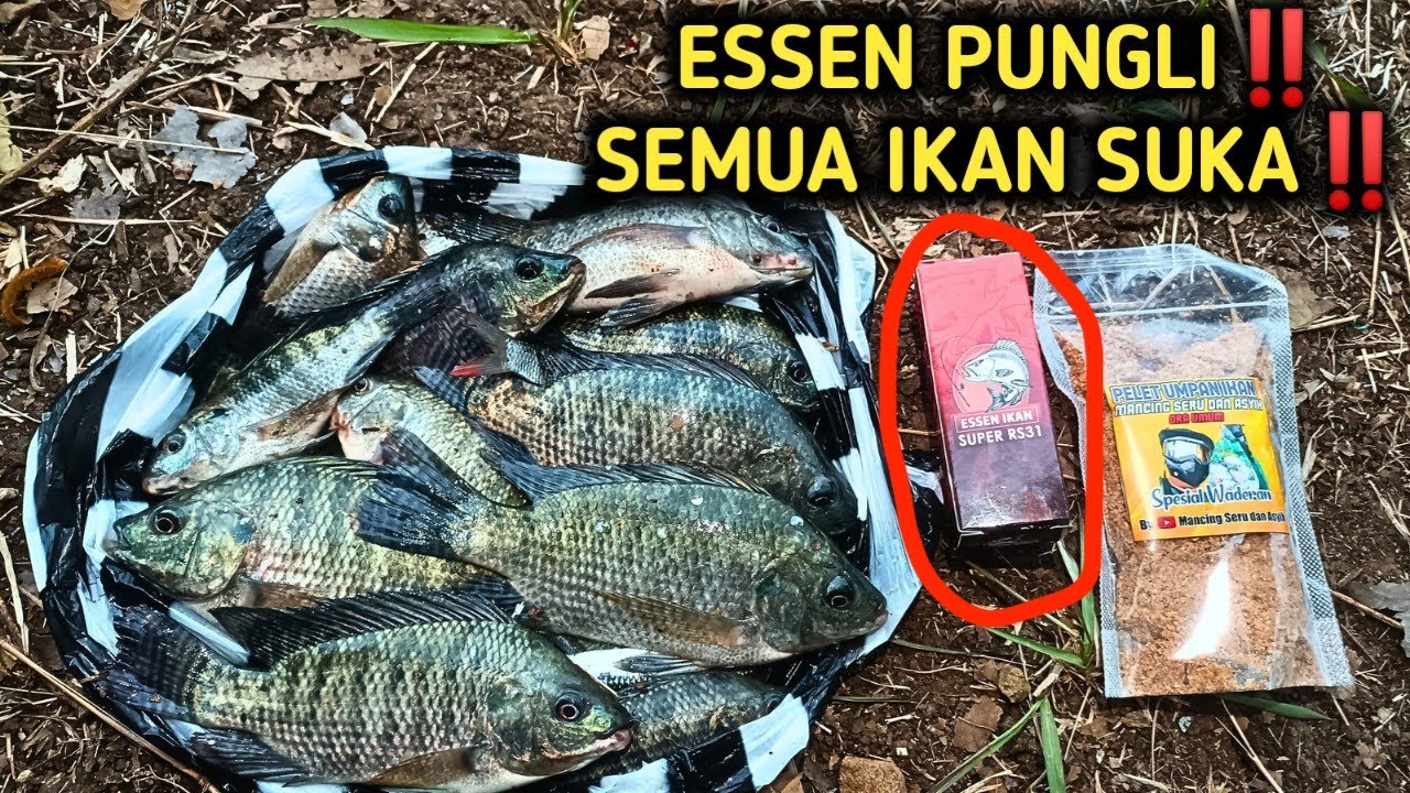 ESSEN PUNGLI‼️BIKIN GEGER PEMANCINGAN SEKATAN: PANEN NILA,TAWES,WADER‼️ESSEN RS31