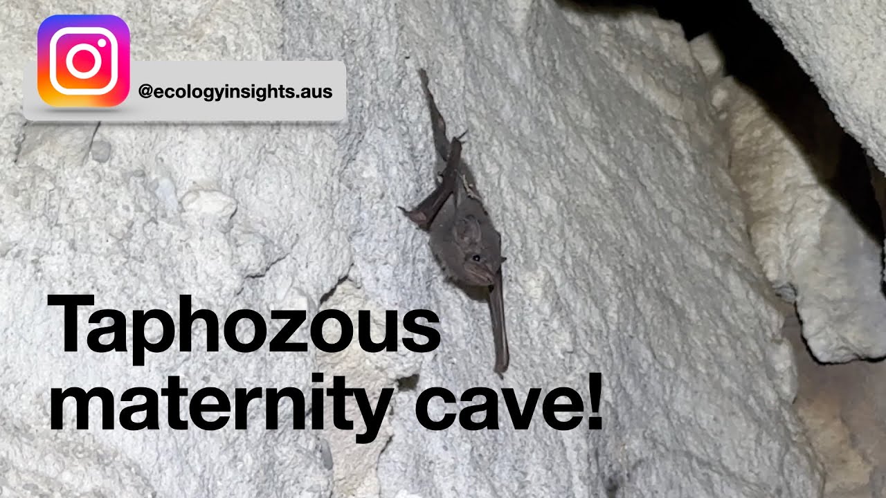Taphozous troughtoni (Troughton's sheathtail bat) maternity roost discovery!