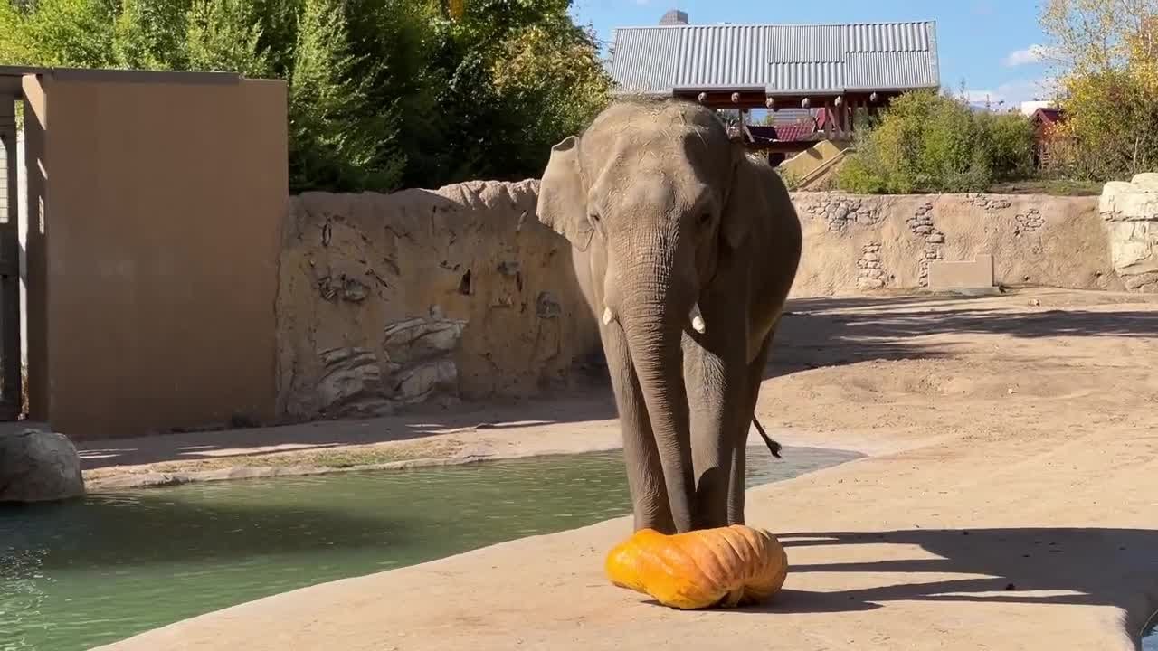 WATCH: Denver Zoo elephants pulverize 350-pound pumpkin