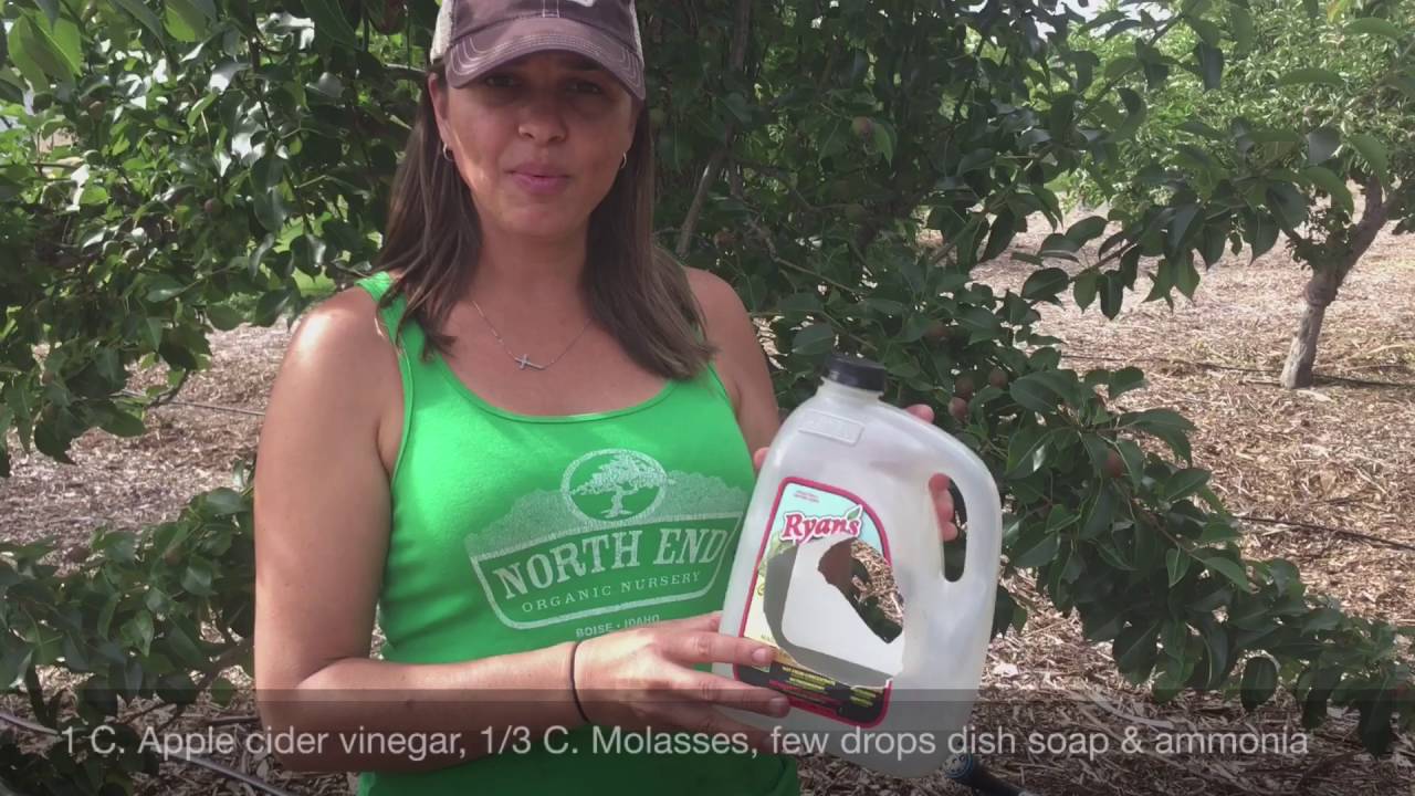 Controlling Codling Moth Organically