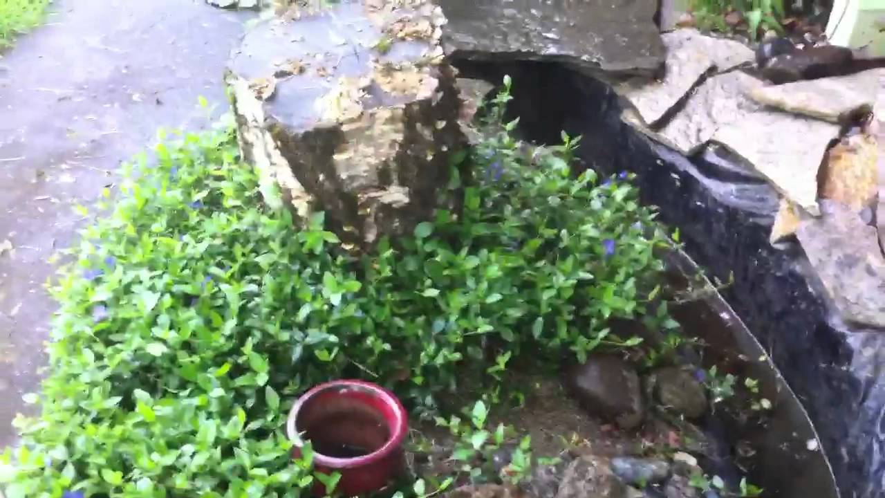 Fairy garden update and issue