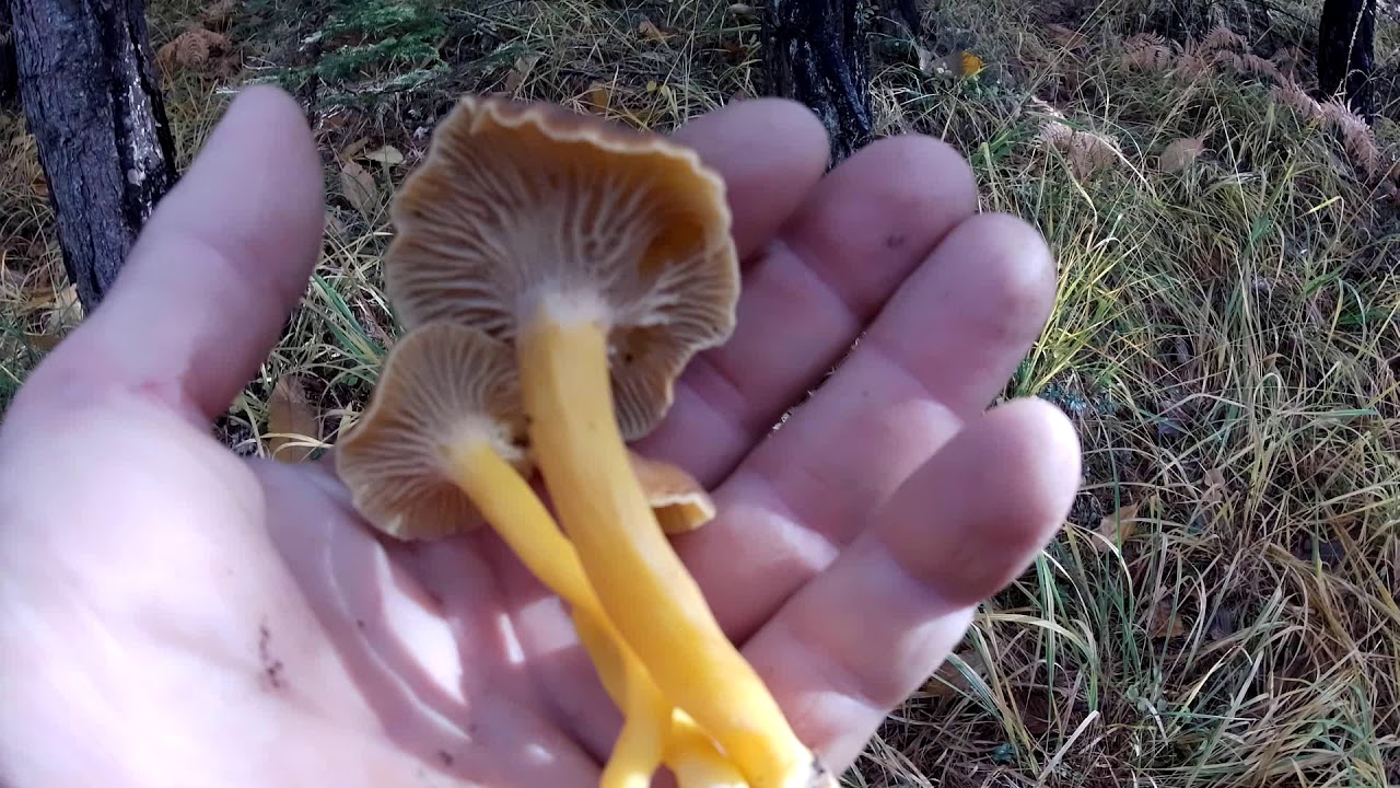 Funghi porcini zero Craterellus tubaeformis & Cantharellus lutescens !!
