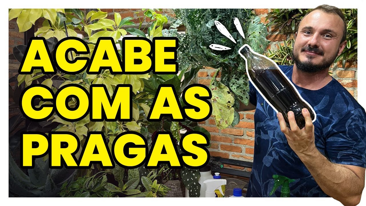 Aprenda a fazer CALDA DE FUMO e acabe com cochonilha, pulgão, lagarta e outras pragas
