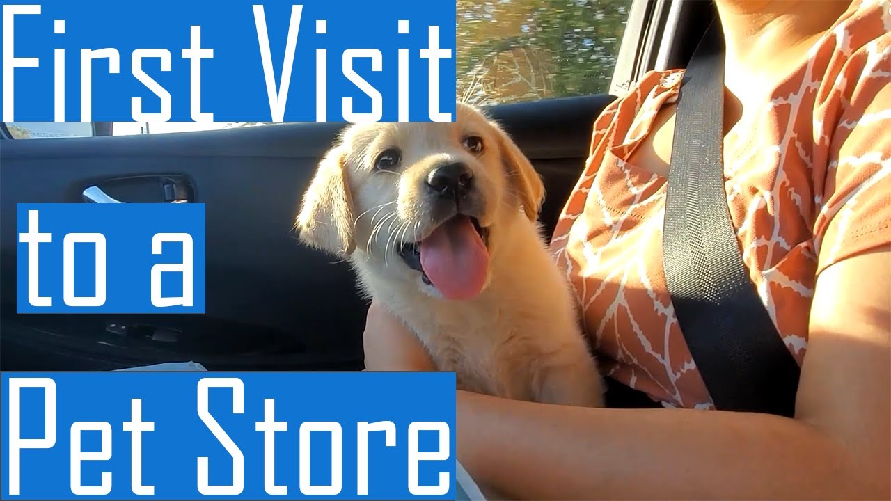 Labrador Puppy Goes for Shopping to a Pet Store for the First Time and Again after 3 Months (Cute)
