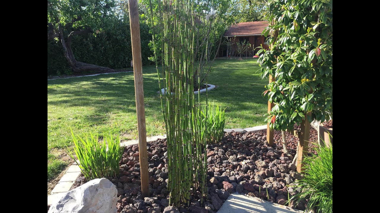 equisetum japonica plantation et multiplication