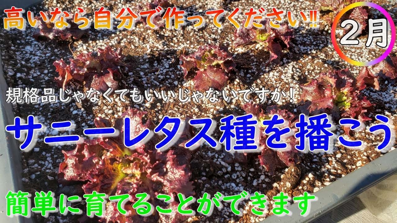レタスは無限で食べれます｜物価高なら自分で育てよう。2月はサニーレタスの種まきが最適