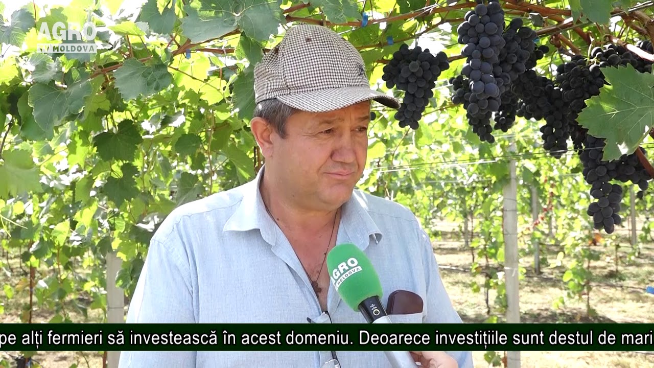 Sistemul de producere Pergola – viitorul viticulturii – AGRO TV News
