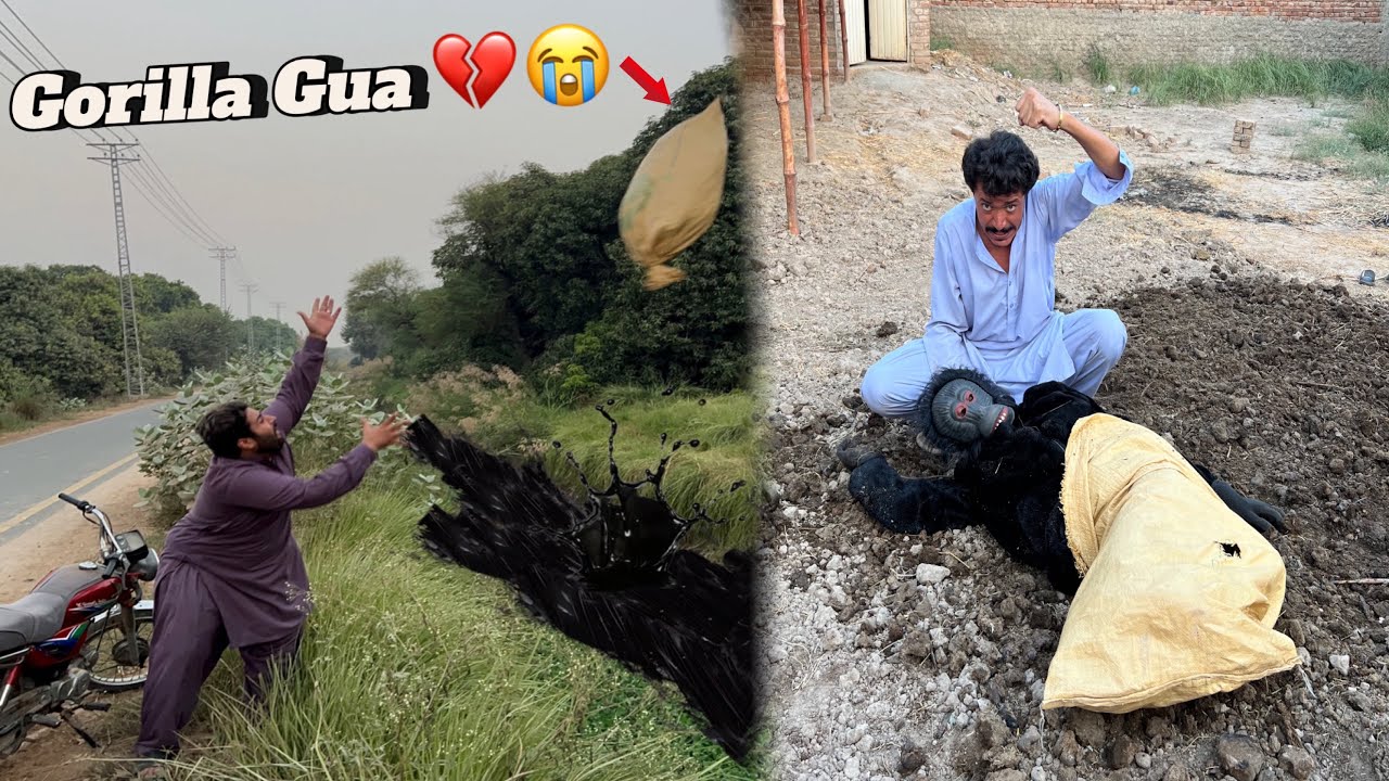 Khubaib Or Jungli Nay Gorilla Ko Bory Me Dal Ker Nally Mein Phaink Diya 😭💔