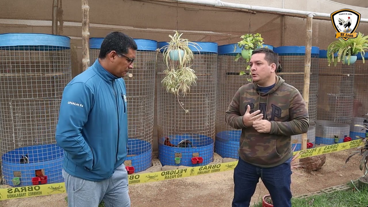 Nutrición y Alimentos Balanceados para gallos de pelea 🐓🐓🐓