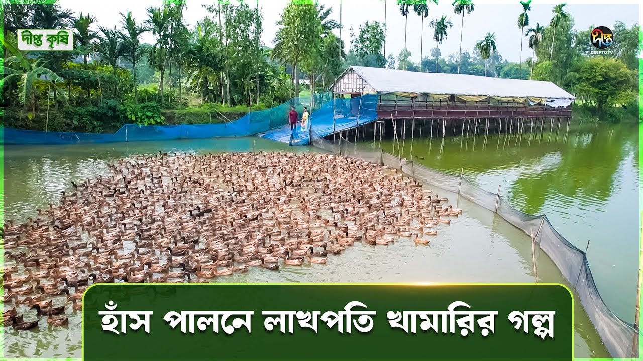 Deepto Krishi | বাণিজ্যিক ভাবে হাঁস পালন করে বিদেশে রপ্তানি করছেন শফিকুল ইসলাম | Duck Farming