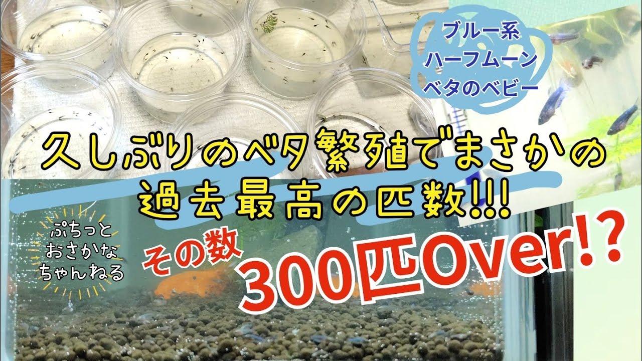 ベタ繁殖で過去最高の匹数!1ペアから300匹Overの稚魚たちヾ⁠(⁠*⁠’⁠Ｏ⁠’⁠*⁠)⁠/#アクアリウム #aquarium #熱帯魚 #ベタ #ベタ繁殖 #稚魚 #繁殖 #自家繁殖