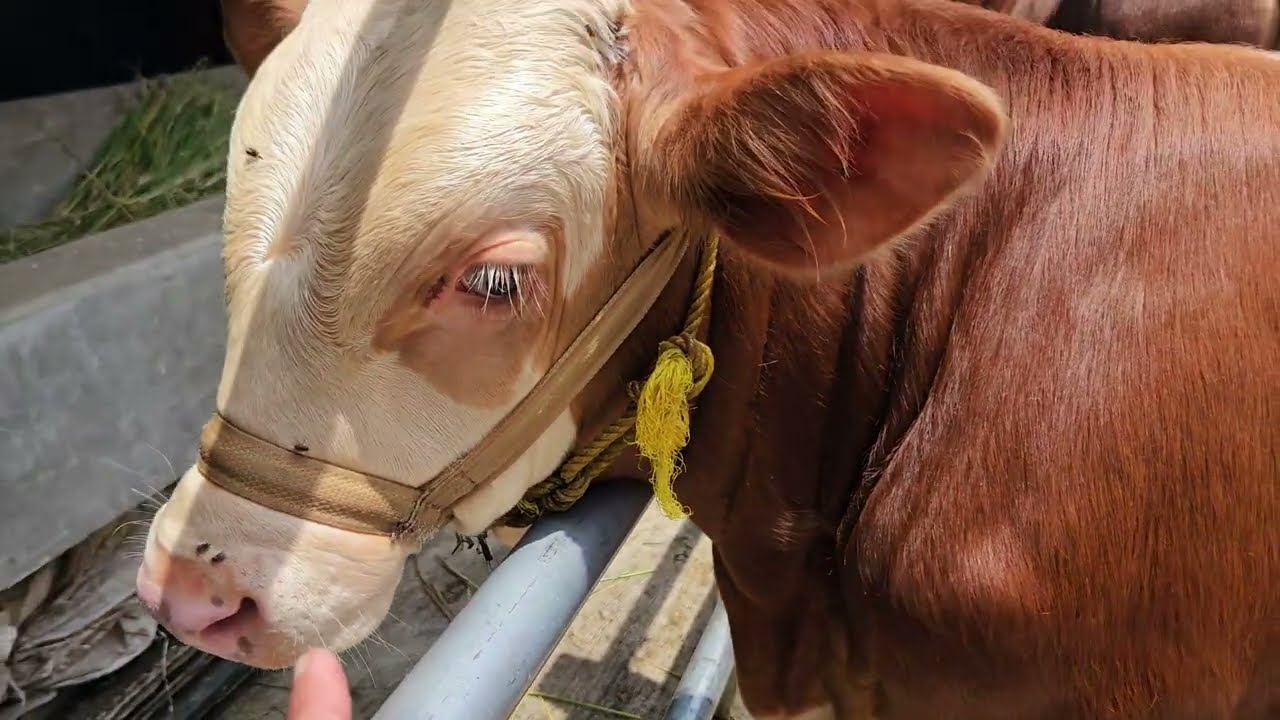 Penghabisan stok pedet super mening bonus brand polard