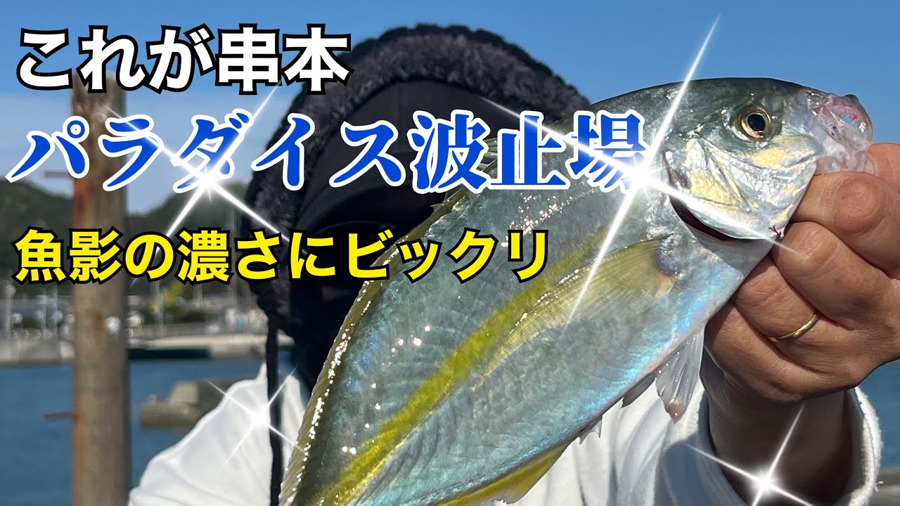 これが串本の波止‼︎魚影の濃さにビックリ‼︎