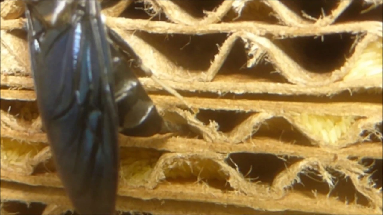Black soldier fly laying eggs close up