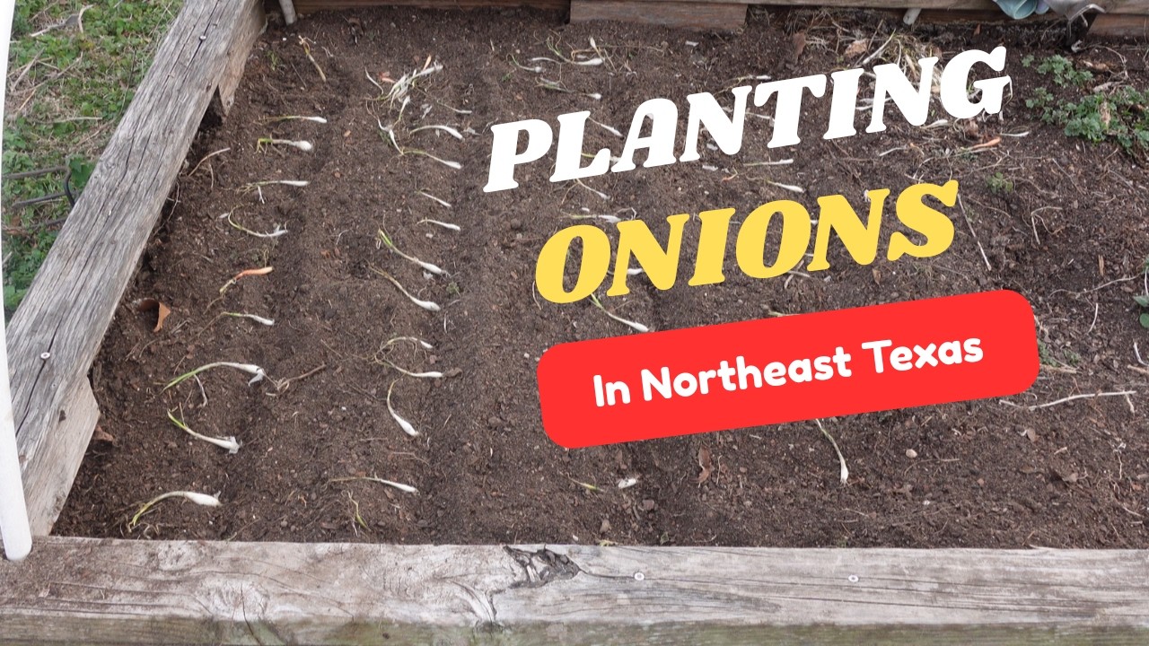 Planting Onions: An Easy Vegetable to Grow