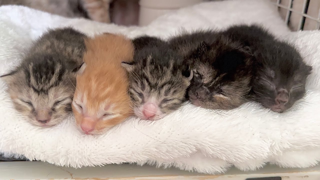 祝 生後1週！！指しゃぶりをする赤ちゃん猫【ラプ保護物語#13】One-week-old kittens 子猫