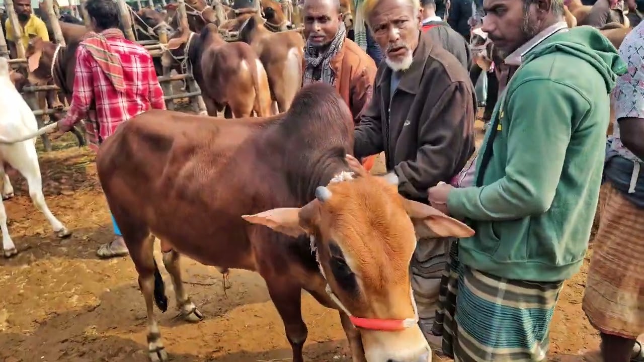 শাইওয়াল পাকড়া ষাঁড় দামদর – হাট সেরা, আমবাড়িl