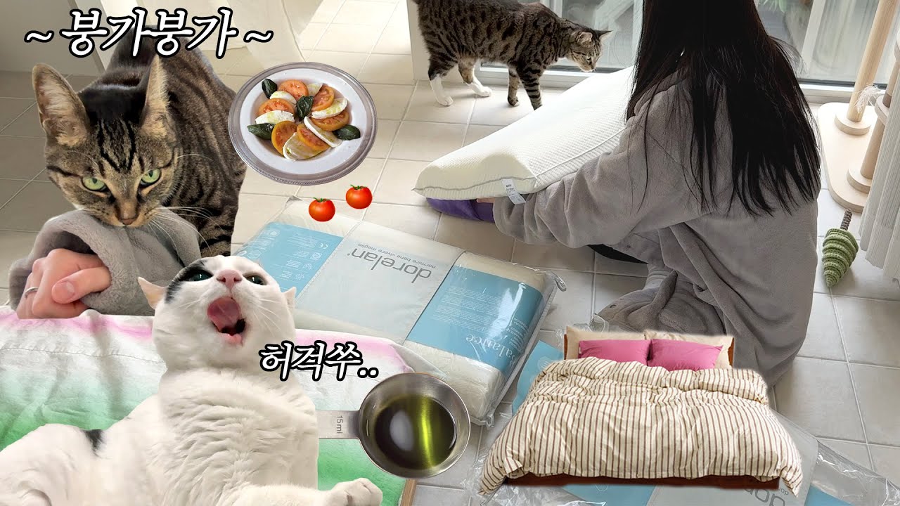좌위하지마라.. 매트리스 교체, Tekla, 진짜 카프레제 레시피🍅 15만원 올리브오일 vlog