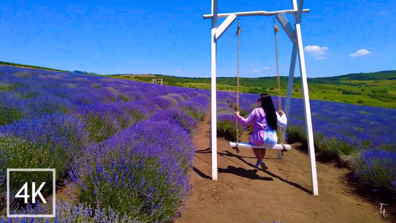 Târgu Mureș - Virtual Walk to Lavender Field / România. Relaxing Music Ambience