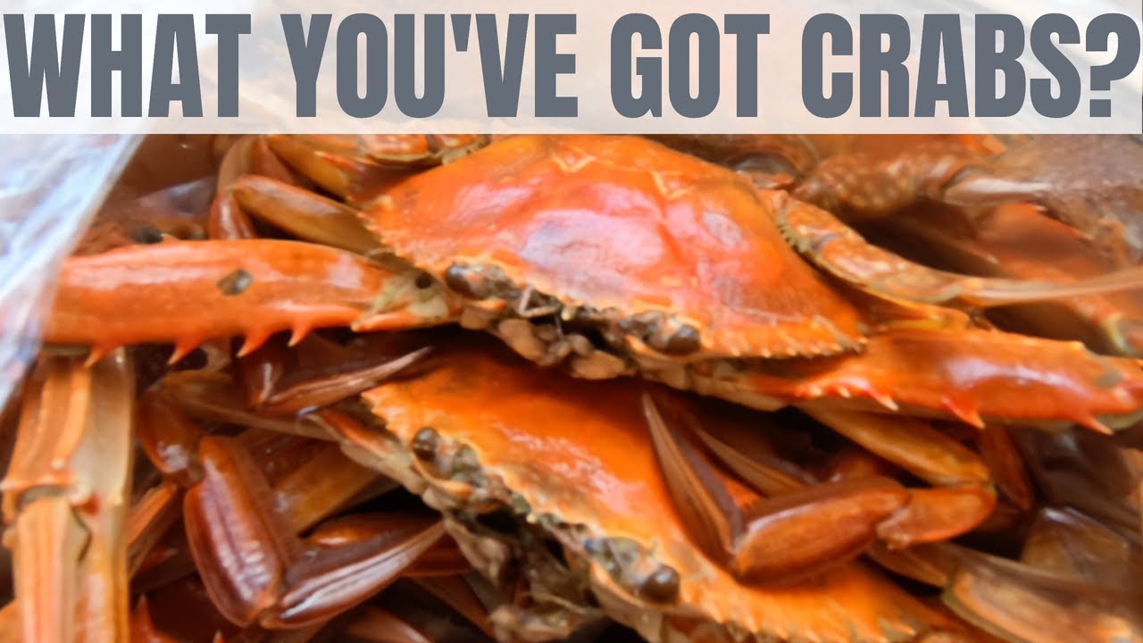 What you've Got Crabs? Exploring Cowell SA & Forage + Cook Blue Swimmer Crabs  Eyre Peninsula Vlog