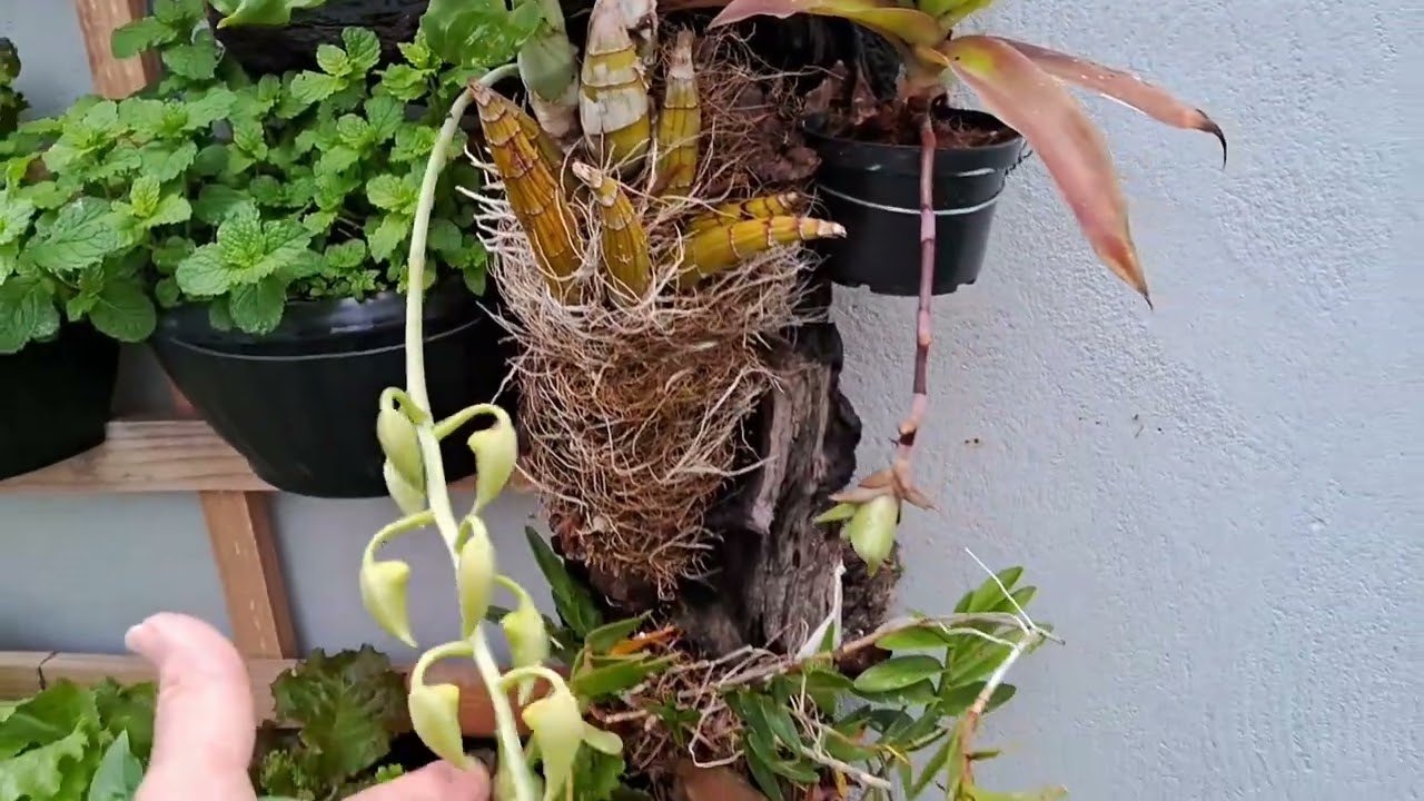 mini tour pelo meu quintal e meu jardim.