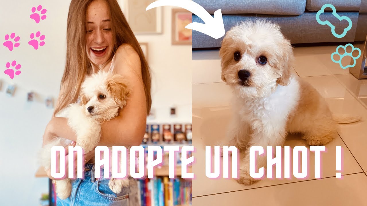 On a adopté un CHIEN !!!