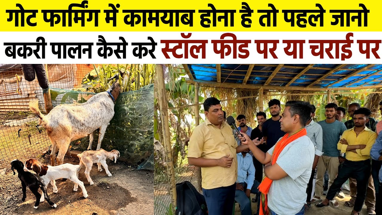 Goat Farming में कामयाब होना है तो पहले जानो बकरी पालन कैसे करे🐐स्टॉल फीड पर या चराई पर | Sudhir Sir