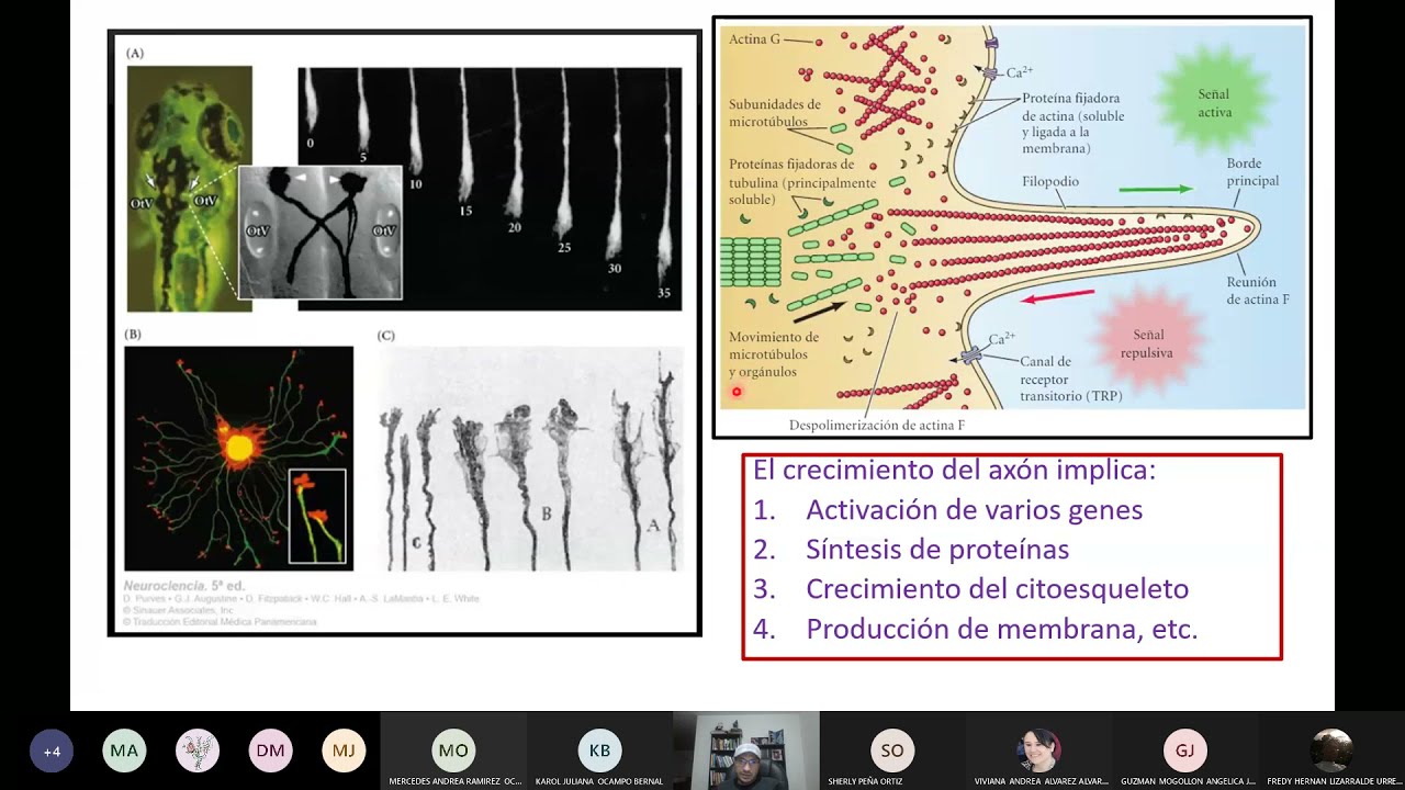 Maduración de las Neuronas