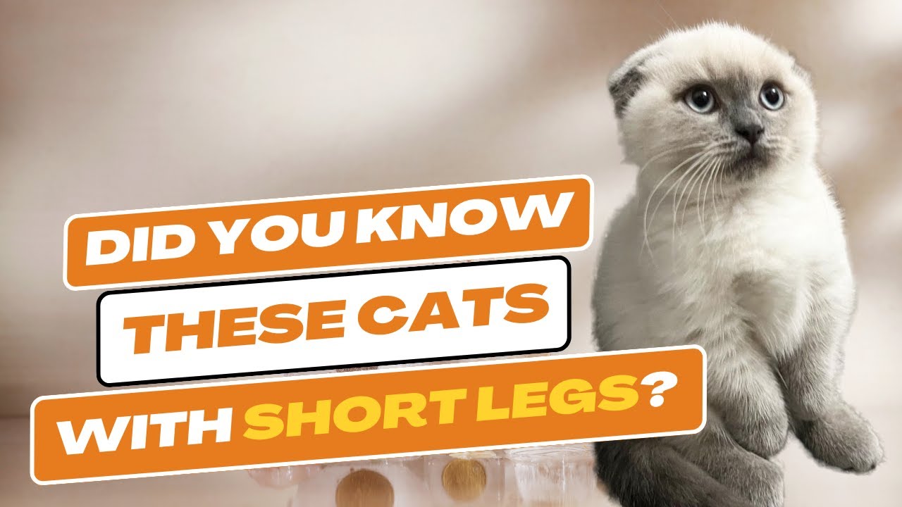 8 Short-legged Cats That Will Make You Want to Adopt One!