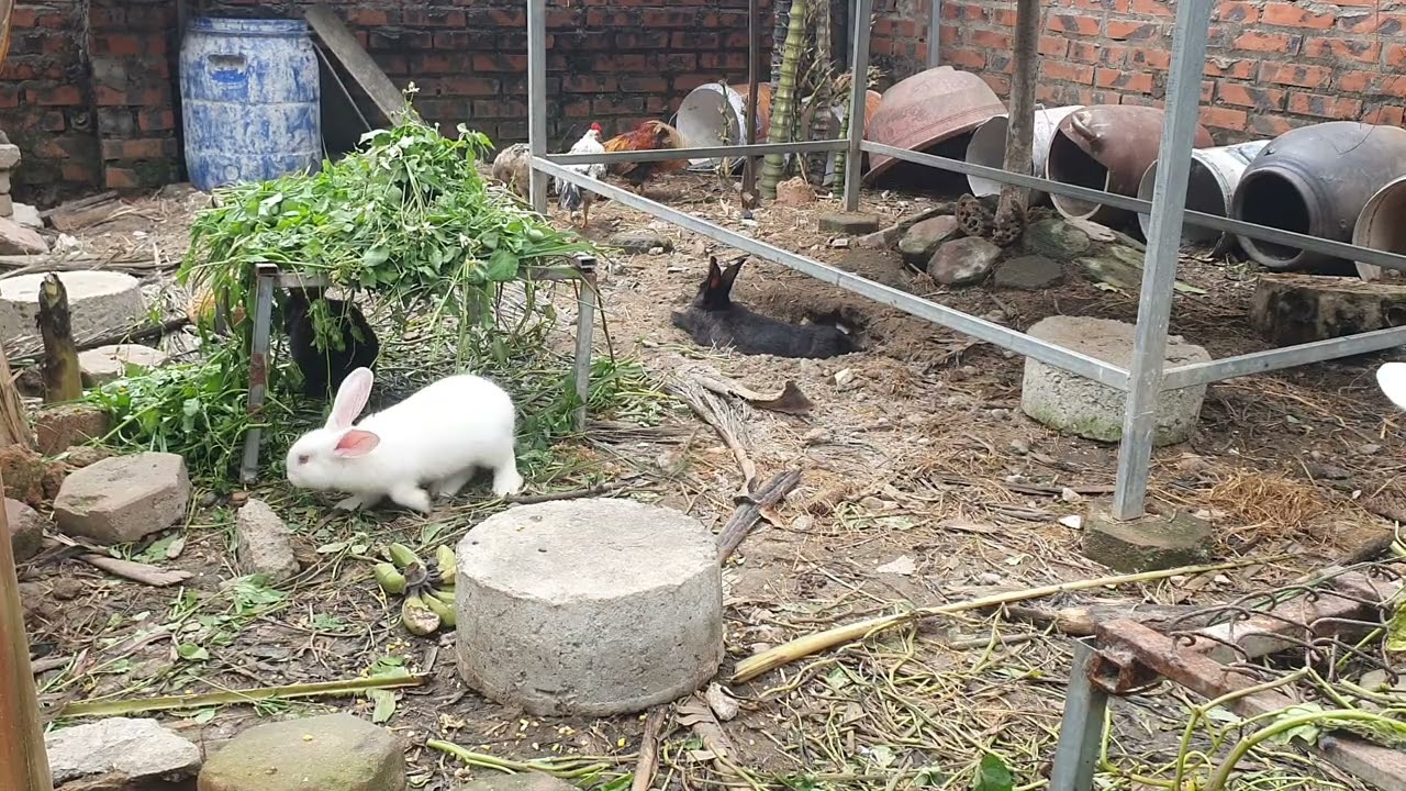 Thỏ ăn cỏ...