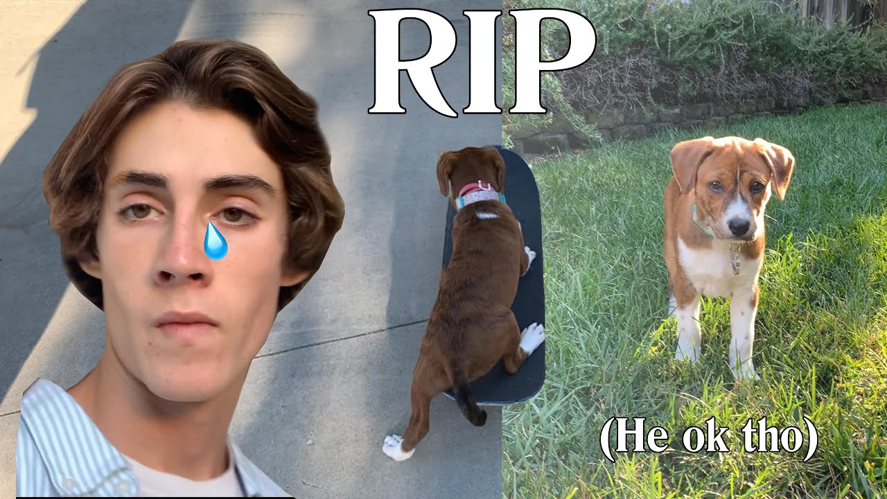 Teaching My Puppy to Skateboard (WHOOPS)