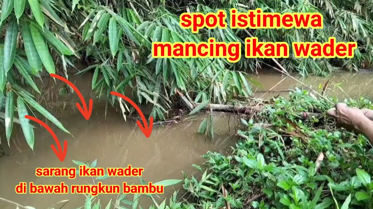 DI LUAR DUGAAN !!! DIBAWAH RUNGKUN BAMBU JADI TEMPAT BERSARANGNYA IKAN WADER