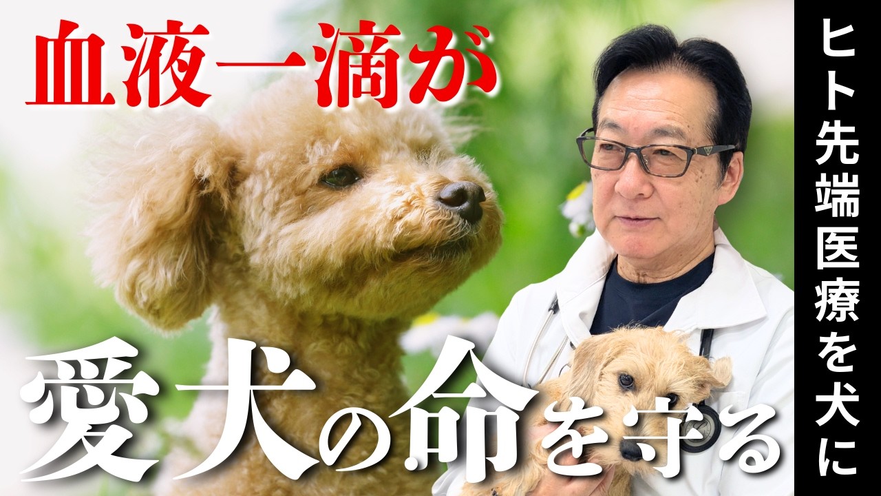 【2026年最新】血液一滴でがんを判定！マイクロRNAを使った世界初の犬がん検査【#2】