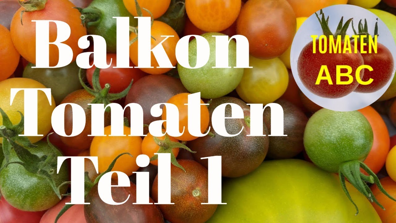 Balkon Tomaten Teil 1, 20 Sorten Balkon Tomaten, die jeder zuhause haben kann
