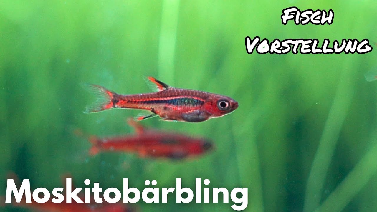 Moskitobärbling - Boraras brigittae | Liquid Nature Fisch Vorstellung