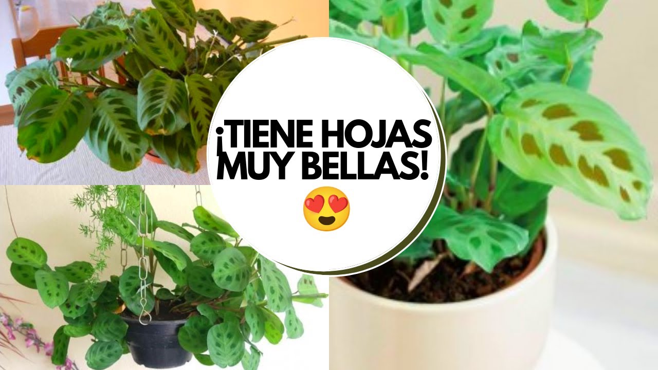 Sapito planta cuidados / Maranta sapito cuidados